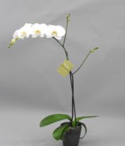 Phalaenopsis Orchid Plant, 5″ Single (case Of 6)