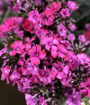 Phlox-hot pink