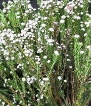 Phyllica, Cotton Bush-white