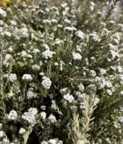 Phyllica, Cotton Bush-white