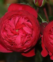 Rose Garden, Piano-SA