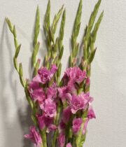 Gladiolus-pink