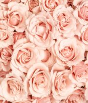 Rose Spray, Pink Majolika-SA