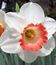 Daffodils, large-Pink Charm