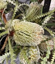 Protea, Banksia-green