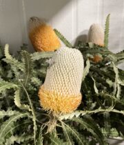 Protea, Banksia-orange