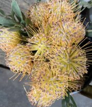 Protea, Pincushion-peach