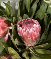 Protea, Pink Ice-pink