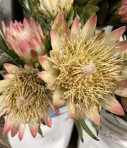 Protea, Sugar Bush-pink