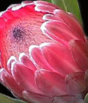Protea, Pink Ice-pink