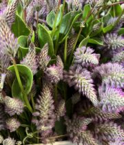 Ptilotus Exaltus-pink