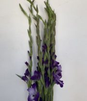Gladiolus-purple