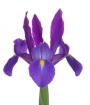 Iris-purple