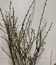 Pussy Willow, French-medium