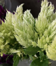 Celosia, Plumosa-green