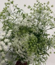 Queen Anne’s Lace