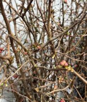 Branch, Flowering Quince-pink