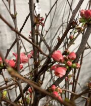Branch, Flowering Quince-salmon