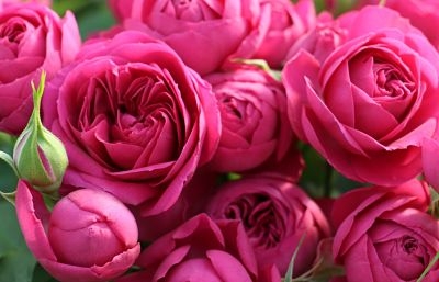 wholesale flowers | rose topaz