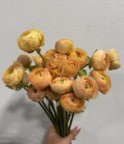 Ranunculus, Elegance-peach