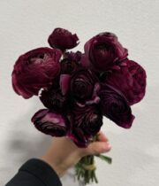 Ranunculus, Elegance-purple