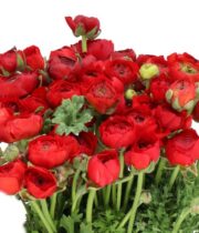 Ranunculus, Elegance-red