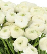 Ranunculus, Elegance-white