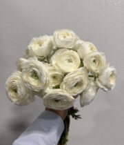 Ranunculus, Elegance-white