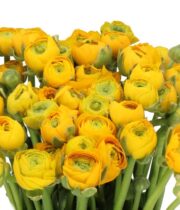 Ranunculus, Elegance-yellow