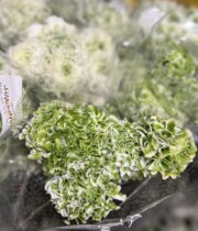 Ranunculus, Pon Pon-white