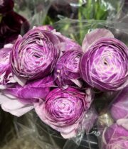 Ranunculus, Elegance-lavender