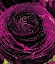 Ranunculus, Elegance-purple