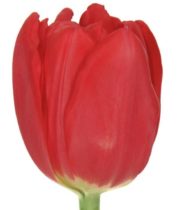 Tulips, Double-red