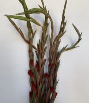 Gladiolus-red