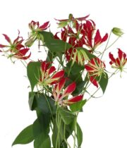 Gloriosa Lily, Tall-red (import)