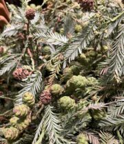 Redwood Foliage With Cones