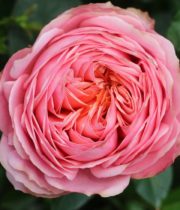 Rose, Garden CA-Romantic Antike