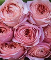 Rose Garden, Romantic Antike-SA