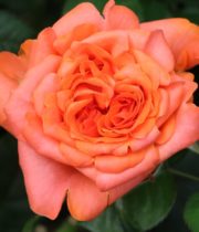 Rose Garden, Romanza-CA