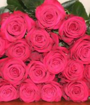 Rose, Roseberry-SA