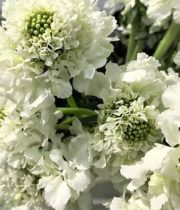 Wholesale Flowers | Scabiosa White