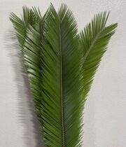 Sago Palm Leaf