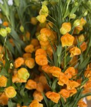Sandersonia-orange