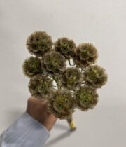 Scabiosa Pods