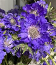 Scabiosa-blue