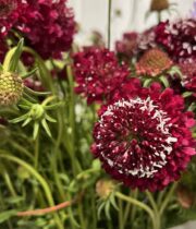 Scabiosa red