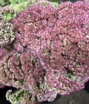 Sedum-pink