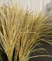 Silver Feather Grass