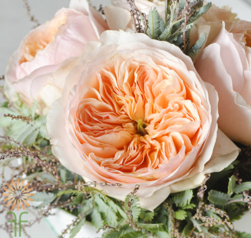 Juliet David Austin Garden Roses | Florabundance Wholesale Flowers