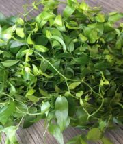 Smilax, Wedding Vine (domestic)